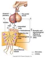 Hormonal control of male reproductive system
