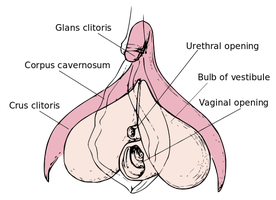 Anatomy of the clitoris