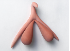 3D model of the clitoris