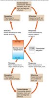 Negative feedback loop for blood pressure