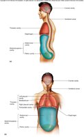 Diagram of major body cavities