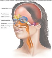 Diagram of head cavities