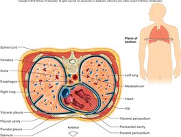 Cross-section of thoracic cavity showing membranes