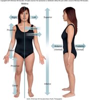 Body planes: sagittal, transverse, frontal