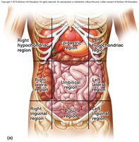 Abdominal regions