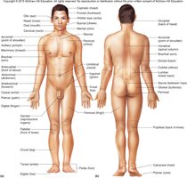 Body regions terminology
