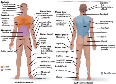 Labeled diagram of human body regions (anterior and posterior)