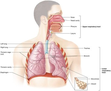 Anatomy of the respiratory system, showing upper and lower respiratory tracts, lungs, and associated structures