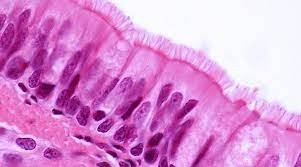 Histology of ciliated pseudostratified columnar epithelium
