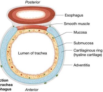 Cross-section of the trachea showing its layers