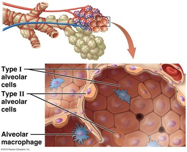 Alveolar cell types: Type I, Type II, and macrophages