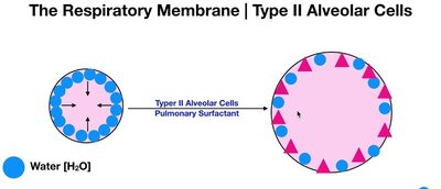 Effect of surfactant on alveolar stability