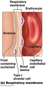 Structure of the respiratory membrane
