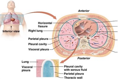 Pleural membranes and pleural cavity