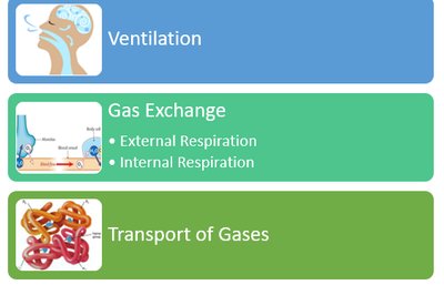 Overview of ventilation, gas exchange, and gas transport