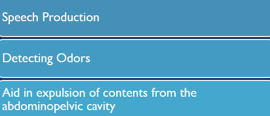 Other functions: speech, olfaction, and abdominal pressure
