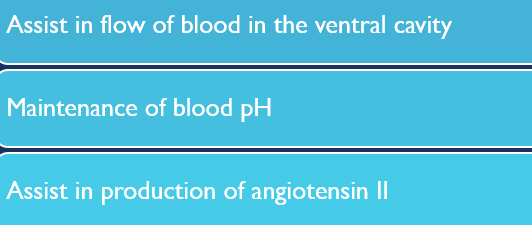 Other functions: blood flow, pH, angiotensin II production