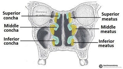 Anatomy of the nasal cavity with conchae and meatuses