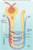 Countercurrent exchange in vasa recta