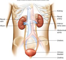 Histology of ureter