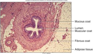 Transitional epithelium of ureter