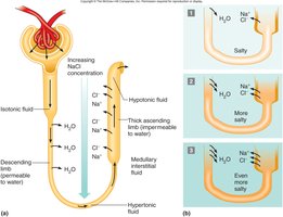 Diagram of nephron loop showing water and solute movement
