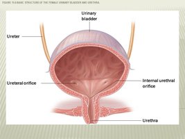 Urinary bladder anatomy