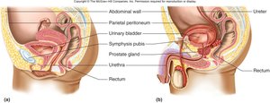 Bladder position in males and females