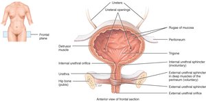 Trigone and neck of bladder