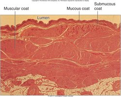 Histology of bladder wall