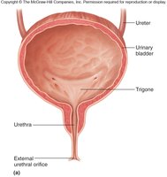 Female urethra anatomy