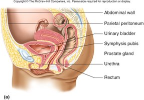 Male urethra anatomy