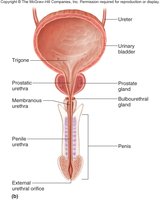 Urinary reflexes