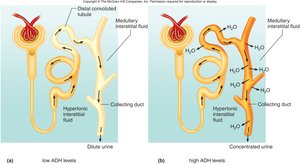 Effect of ADH on urine concentration
