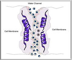 Aquaporin water channel in cell membrane