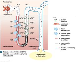 Tubule permeabilities without ADH