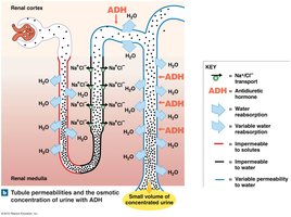 Tubule permeabilities with ADH