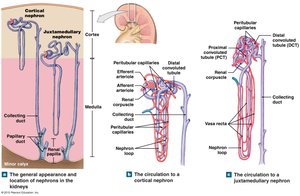 Juxtamedullary nephron and vasa recta