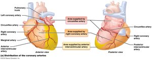 Distribution of the coronary arteries