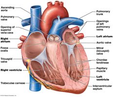 Internal anatomy of the heart