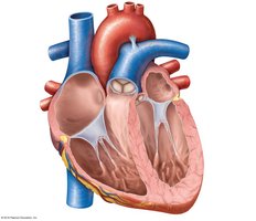 Heart chambers and septa