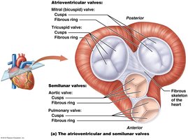 Atrioventricular and semilunar valves