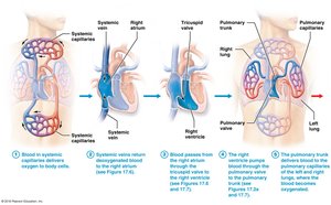 Blood flow through the heart chambers