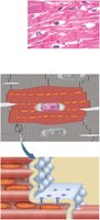 Desmosomes in cardiac muscle