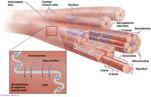 Structure of cardiac muscle