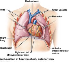 Location of heart in chest, anterior view