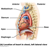 Location of heart in chest, left lateral view