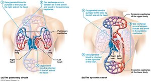 Pulmonary and systemic circuits