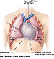 Heart in the pericardium