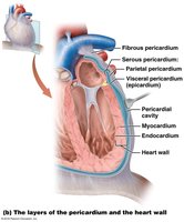 Layers of the pericardium and heart wall
